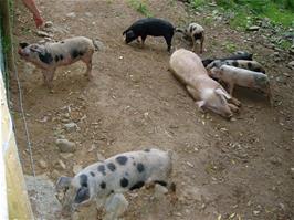 Piglets near Chalk Ford