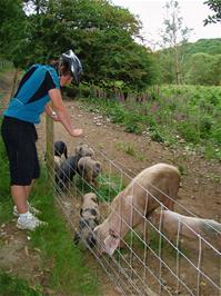 Ash checks out the piglets near Chalk Ford