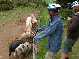 Hallam, Ryan and the piglets