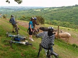 Admiring the piglets near Chalk Ford