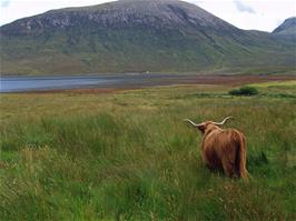 Our first Highland Cow, near Luib on Skye