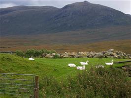 Ducks at Arivruaich, by Loch Seaforth, Isle of Harris