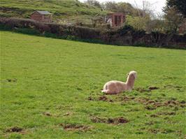 Alpacas in the field at Nyland Hill