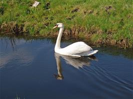 A handsome swan on the water at Beer Drove, Somerset Levels