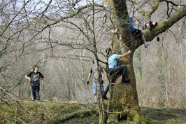 Climbing a tree at Spitchwick Common