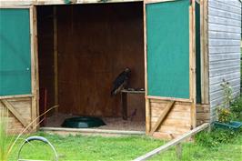 One of the residents of the Bird of Prey Centre near Fermoy's