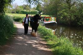 A shire horse pulls a tourist barge along the canal