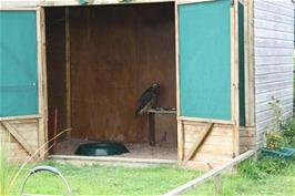 One of the residents of the Bird of Prey Centre near Fermoy's
