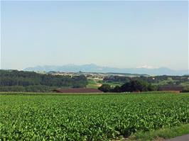 View to the Swiss Alps from Rte d'Eclépens, between Eclépens and Lussery-Villars, 42.8 miles into the ride