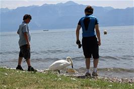 Lawrence, Ash and the swan, on the beach near Ouchy Quay