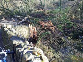 A tree down by the little bridge at Avonwick - new photo for 2024