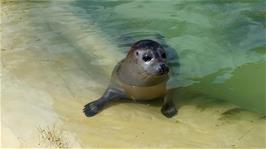A very cute seal in the first pool at the Cornish Seal Sanctuary, Gweek
