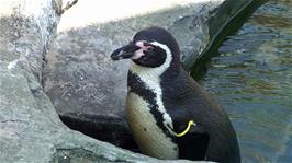 One of the Humboldt penguins at Gweek