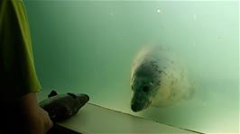 The playful seal looks out for more fun at the Gweek Seal Sanctuary