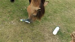 A very naughty New Forest Pony gets hold of Michael's crisps!