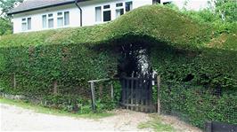 An interesting hedge design near Linford Bottom, 4.7 miles into the ride