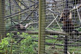 Capuchin monkeys in the Monkey Sanctuary near Looe
