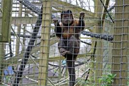 One of the Capuchin monkeys in the Monkey Sanctuary near Looe