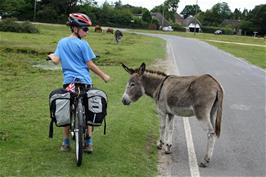George finds some friendly donkeys at North Gorley