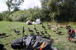 Some of the many ducks surrounding us while we have lunch in Fordingbridge Park