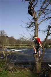 Ash and Lawrence up a tree at Totnes weir