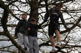 George, Alistair and Ash up a tree at Hembury Fort