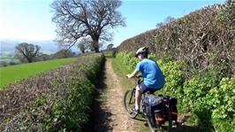 Dillan on the attractive bridleway from Selworthy to Allerford