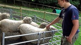 Lawrence gets George's pet sheep to wag his tail for the camera when given some attention, at Thorney How Independent Hostel