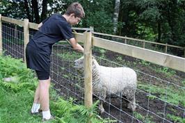 George renews his friendship with the tail-wagging Old English Southdown sheep at Thorney How hostel