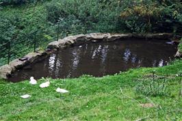 The Aylsebury ducks at their luxury home in Leusdon