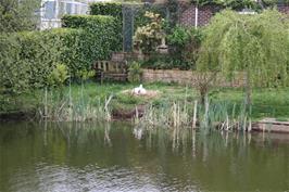 A nesting swan in a private garden in Tiverton