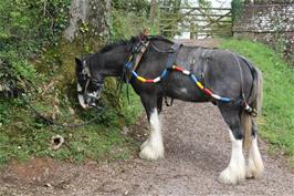 The Tivertonian shire horse having a well-earned break before the journey back to Tiverton