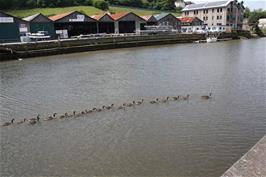 Canada Geese in formation on the Rver Dart at Totnes