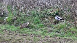 A pair of friendly Mallard ducks on the Midford Valley Railway Path near Wellow