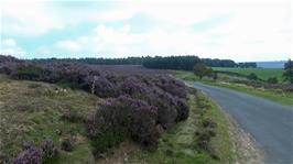 Heather on the North York Moors, 4.8 miles into the ride