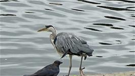 A heron by the Boating Lake at Regent's Park, London