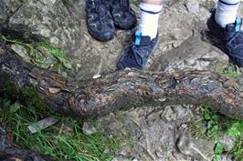 The recent trend of hammering coins into tree branches and making wishes has reached Malham Cove