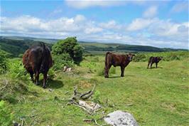 Cow and calves by the road leading up to Combestone Tor