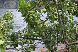 Plums by the Sognefjord