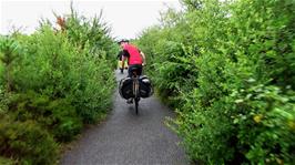 Christmas Trees invade the cycle path near Kinloch