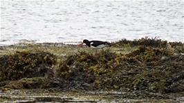 One of the Oystercatchers seen from Plockton Main Pier