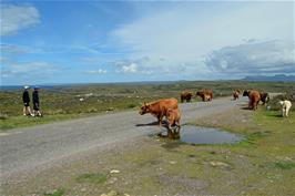 Highland cattle near Cuaig
