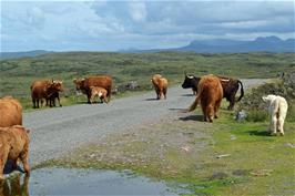 Highland cattle near Cuaig