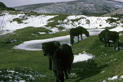 Dartmoor ponies sensibly avoiding the snow.