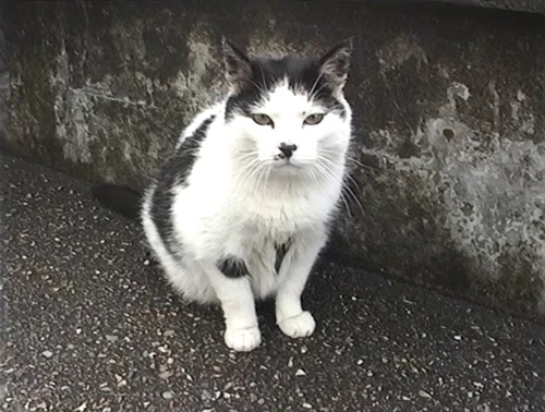 The friendly Ullapool hostel cat Michael—perhaps unkindly—dubbed Manky.