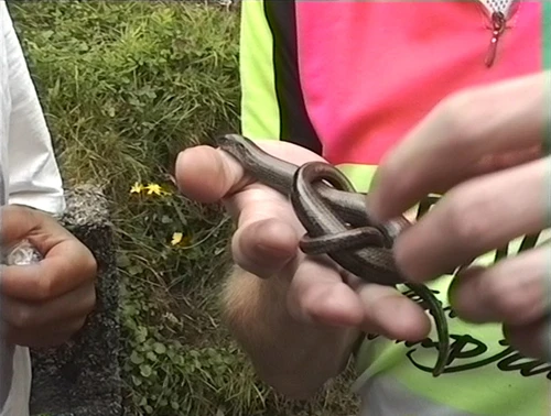 Julian handles a grass snake outside Achins Bookshop and Coffee Shop, Inverkirkaig—26.4 miles from Ullapool.