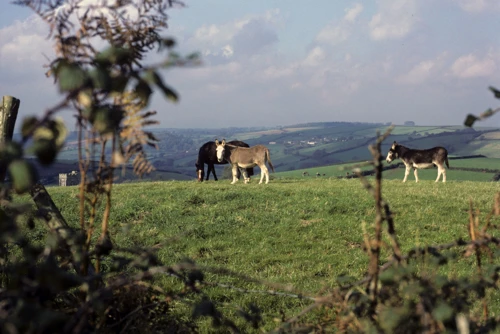 Through the gate at Longland Cross: donkeys grazing, St Peter’s left, hazy views to Aish across the Dart Valley.