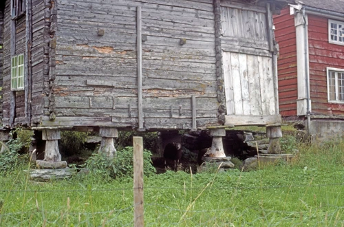 Sheep living under a very old stabbur—raised storehouse—at Berge, five miles up.