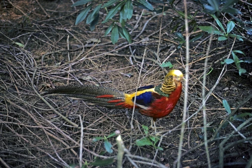 A golden pheasant at the New Forest Butterfly Farm, Deerleap Lane, Ashurst.