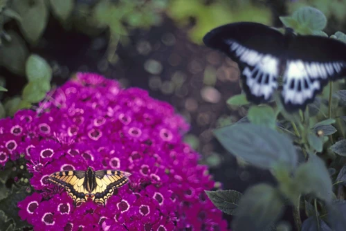 Old World Swallowtail and Blue Mormon at the New Forest Butterfly Farm, Deerleap Lane, Ashurst.